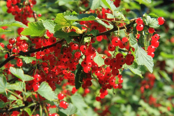 Röda vinbär växt med frukter — Stockfoto