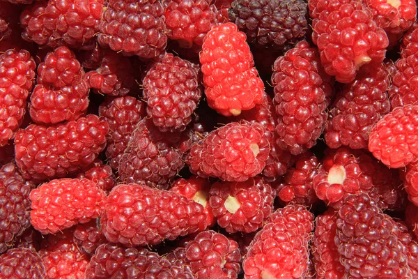 Big red raspberries background — Stock Photo, Image