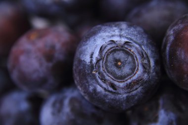 yaban mersini arka plan