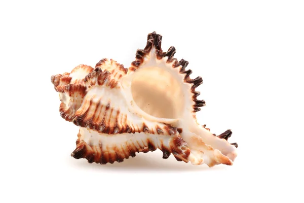 Sea shell geïsoleerd — Stockfoto