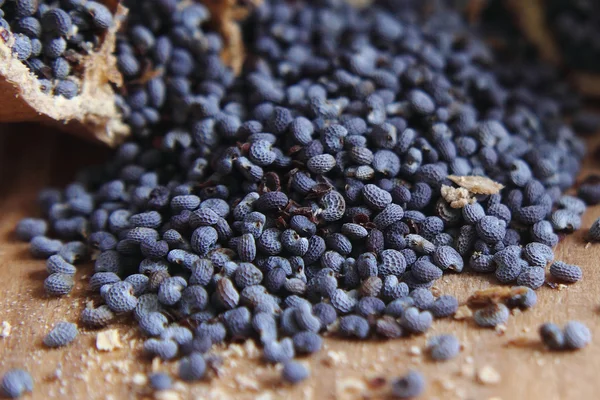 Синій Мак насіння — стокове фото