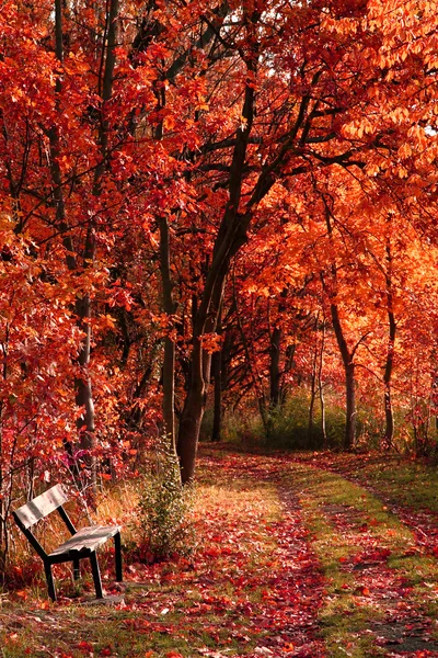 Sonbahar parkında bankta — Stok fotoğraf