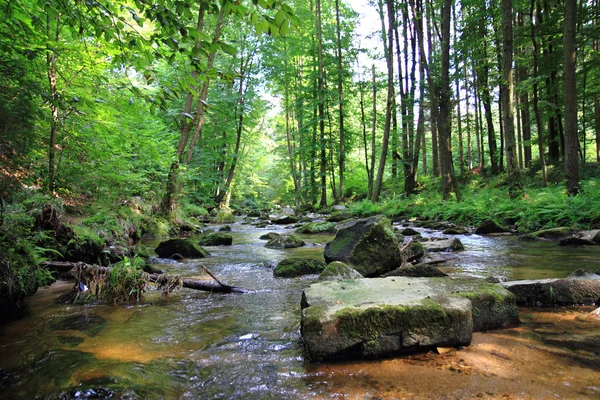 Petite rivière dans la forêt verte — Photo