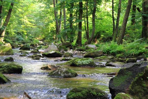 Liten flod i den gröna skogen — Stockfoto
