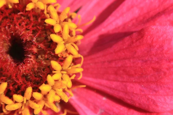 Detail of flower — Stock Photo, Image