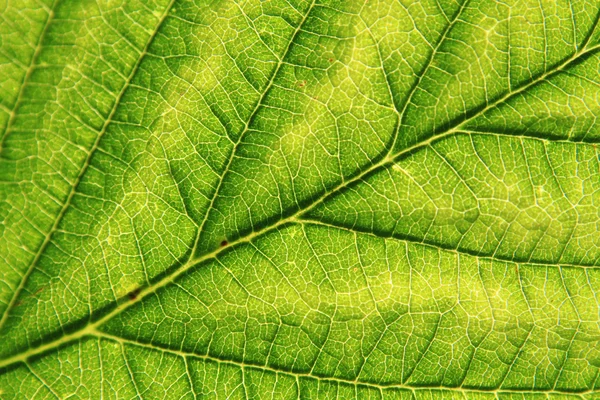 Detail of green leaf (background) — Stock Photo, Image