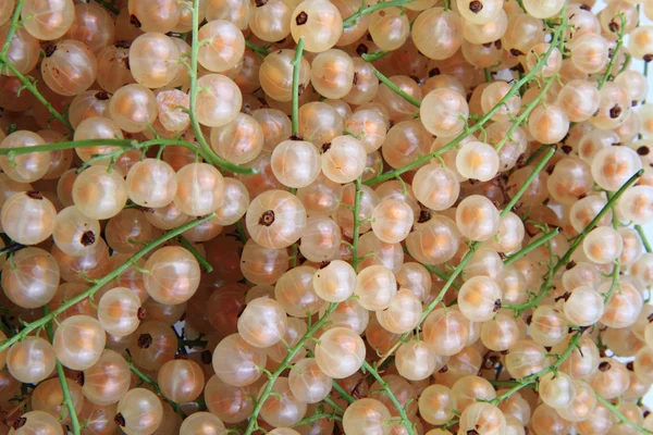 White currant as natural food background — Stock Photo, Image