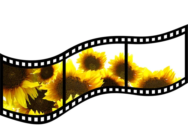 Film met zonnebloem — Stockfoto
