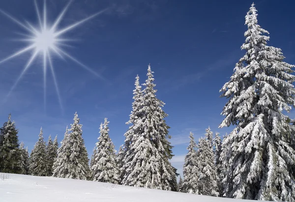 Kiefern mit Schnee bedeckt — Stockfoto