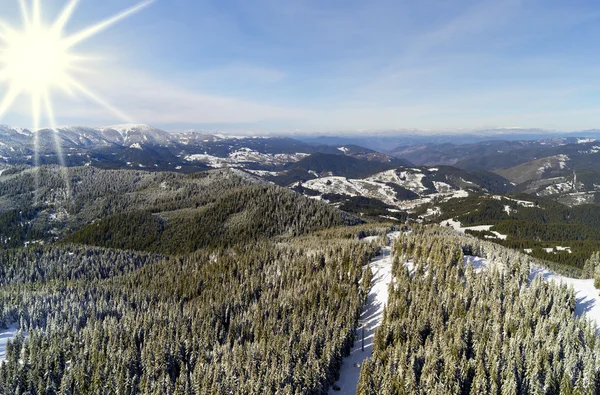 Pini ricoperti di neve — Foto Stock