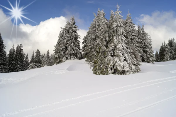 Pohon cemara tertutup salju — Stok Foto