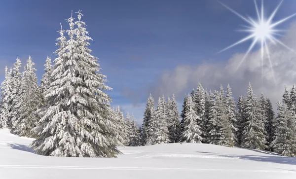 Pinhais cobertos de neve — Fotografia de Stock