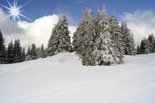 Kiefern mit Schnee bedeckt — Stockfoto