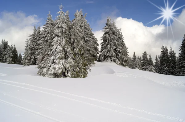 Pinhais cobertos de neve — Fotografia de Stock