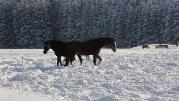 Hästar i snön — Stockvideo