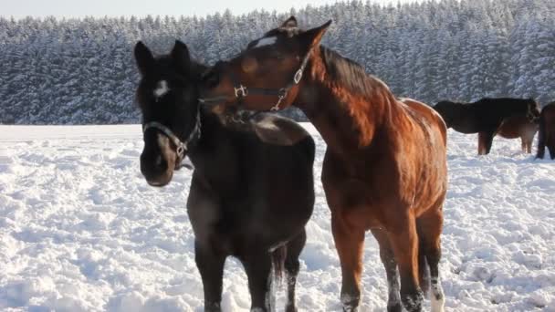 Hästar i snön — Stockvideo