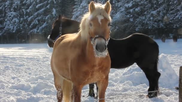 Horses in the snow — Stock Video