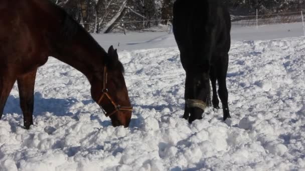 Caballos en la nieve — Vídeo de stock