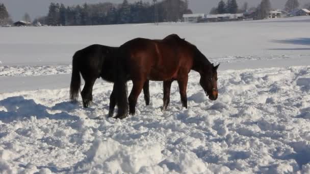 Caballos en la nieve — Vídeo de stock