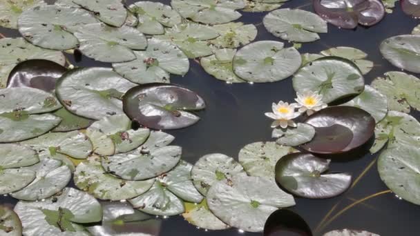 White Water Lilies — Stock Video