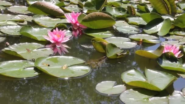 White Water Lilies — Stock Video
