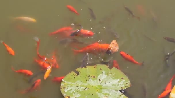 Lirios de agua blanca — Vídeo de stock