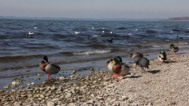 Chiemsee — Stock Video