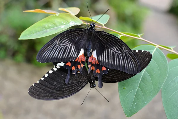 L'accouplement des papillons mormons — Photo