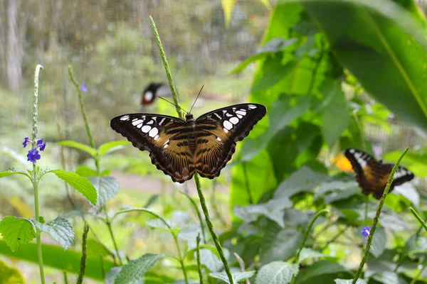 Mariposa marrón salvaje — Foto de Stock