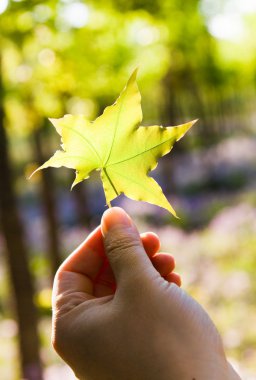 Elinde yeşil akçaağaç yaprağı