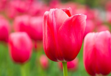 çiçek açan Lale portre