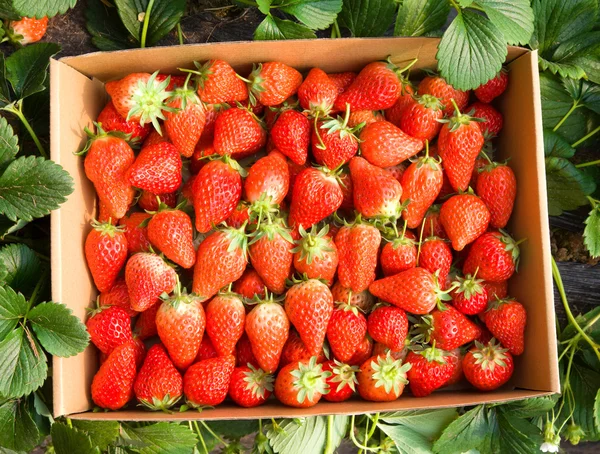 Closeup of fresh organic strawberries growing on the vine — Stock Photo, Image