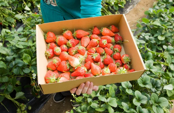 Nahaufnahme von frischen Bio-Erdbeeren, die an der Rebe wachsen — Stockfoto