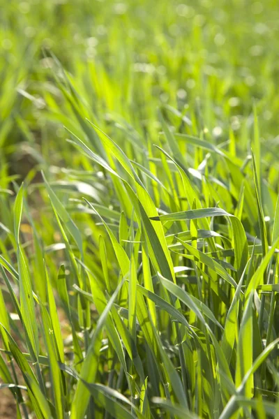 新鮮な太い草の閉じる — ストック写真