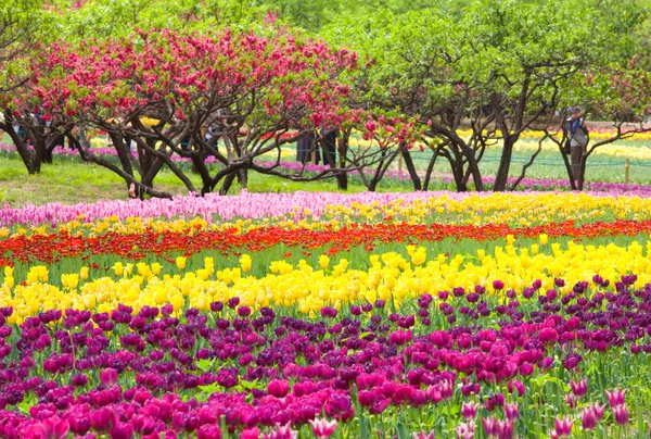 Kwiat łóżko piękne tulipany, w sezonie wiosna — Zdjęcie stockowe