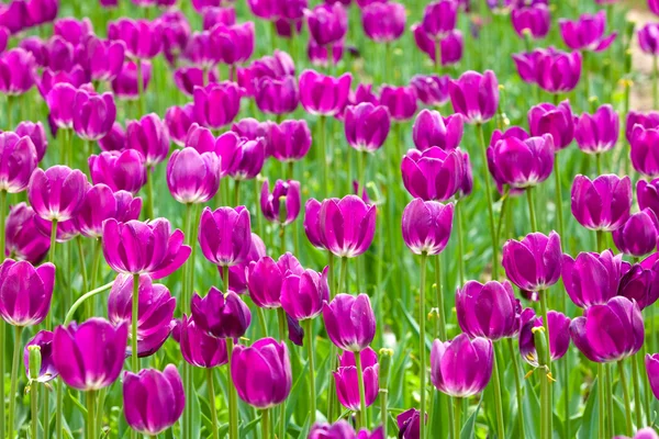 Lecho de flores de hermosos tulipanes, durante la temporada de primavera —  Fotos de Stock