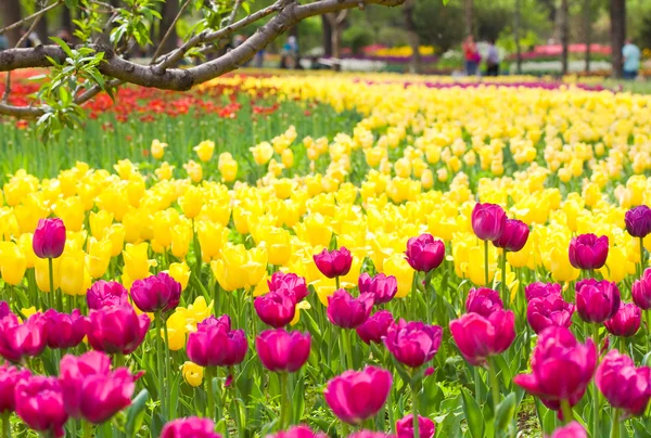 Lecho de flores de hermosos tulipanes, durante la temporada de primavera — Foto de Stock