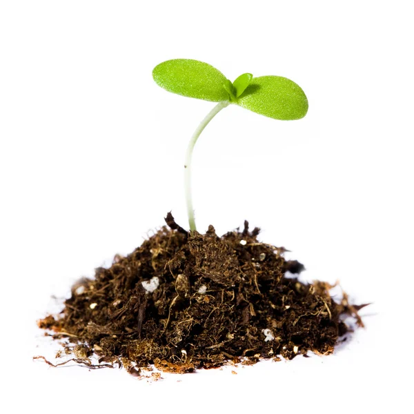 Handvol van de grond en plant — Stockfoto