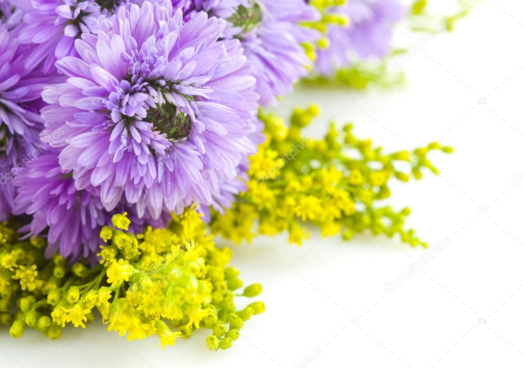 beautiful bouquet of purple on a white background Chrysanthemum
