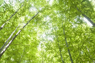 Yeşillik bambu ormanı