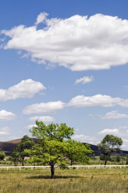 Yeşil genç ağaç, güzel gökyüzü ve arka deki meadows