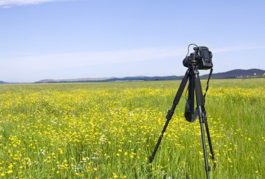 güzel yaz yatay, kır çiçeği