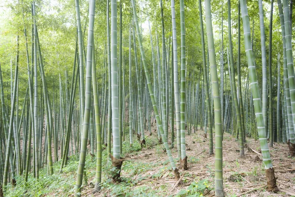 Il bambù di una foresta all'aperto in Cina — Foto Stock