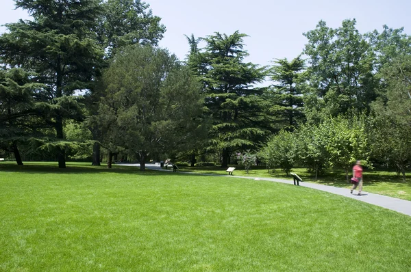 Gramado em um jardim botânico com uma árvore — Fotografia de Stock