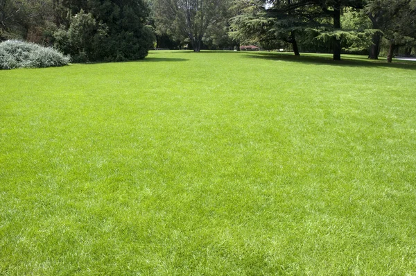 Trawnik w ogrodzie botanicznym z drzewa — Zdjęcie stockowe