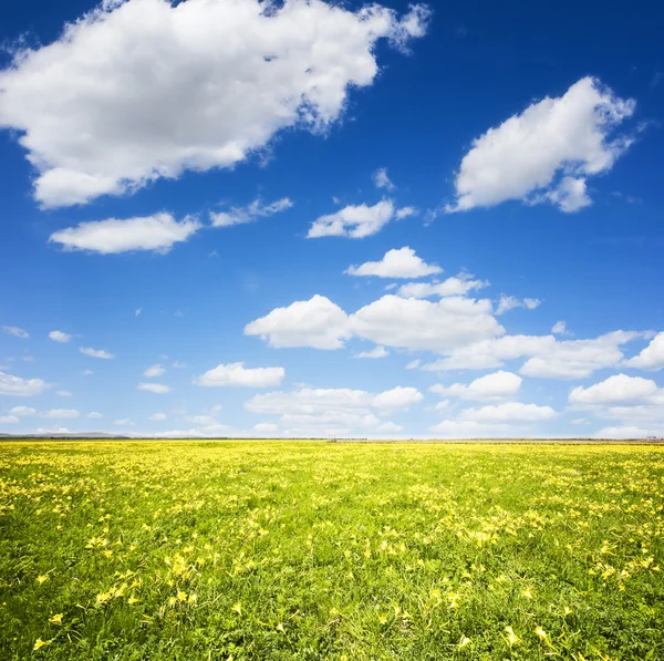 Grönt fält och blå himmel — Stockfoto