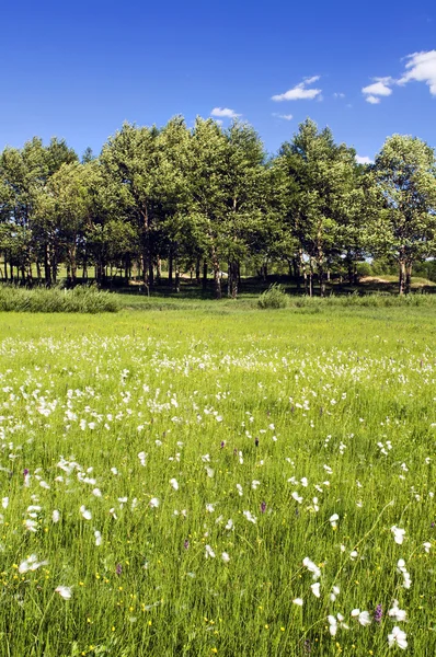 Äng med träd och blå mulen himmel — Stockfoto