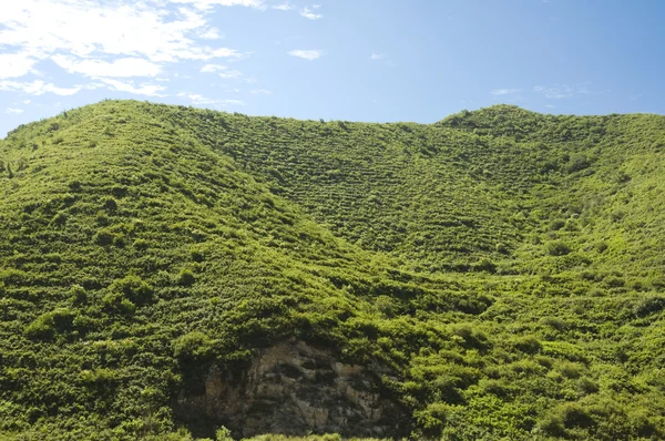 山植被 — 图库照片