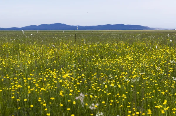 Vacker sommar landskap med wildflower — Stockfoto