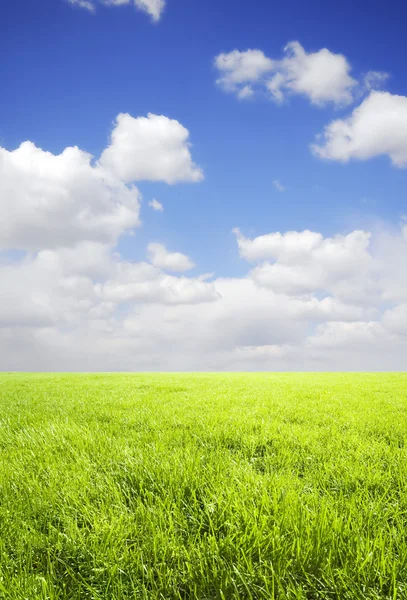 Grönt fält och blå himmel — Stockfoto